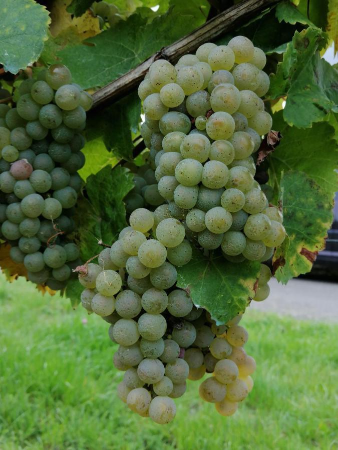 Weingut Licht-Stadtfeld Brauneberg Exterior photo